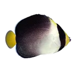 Singapore Angelfish (Chaetodontoplus mesoleucus)