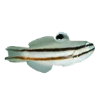 Sleeper Railway Glider Goby