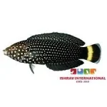 Spotted Wrasse Fish