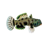 Spotted Mandarin (Synchiropus picturatus)