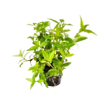 Staurogyne-Porto-Velho