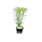 Syngonanthus lago grande