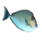 Vlamingii Tang (Naso vlamingii)