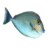 Vlamingii Tang (Naso vlamingii)
