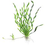 Vallisneria "mini twister"