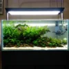 Planted Aquarium Lowtech 36inch (3 ft)