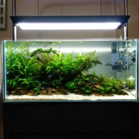 Planted Aquarium Lowtech 36inch (3 ft)