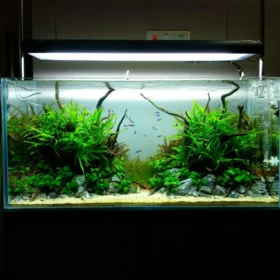 Planted Aquarium Hi-tech 36inch (3 ft)