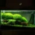 Planted Aquarium Hi-tech 24inch (2 ft)