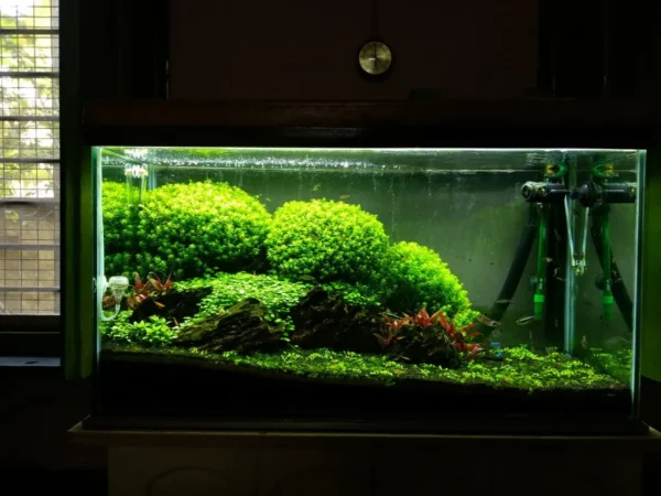 Planted Aquarium Hi-tech 24inch (2 ft)