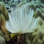 White Fan Worm