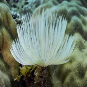 White Fan Worm