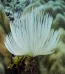 White Fan Worm