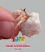 White Legged Hermit Crab