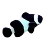 Wild Black Clownfish