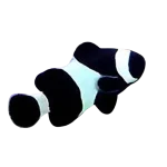 Wild Black Clownfish