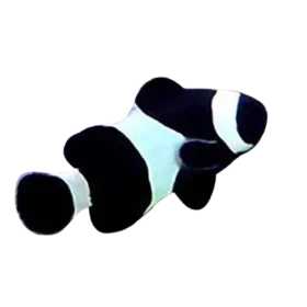 Wild Black Clownfish