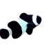 Wild Black Clownfish