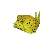 Yellow Boxfish (Ostracion cubicus)