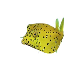 Yellow Boxfish (Ostracion cubicus)