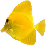 Yellow surgeonfish (Zebrasoma flavescens)