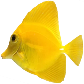 Yellow surgeonfish (Zebrasoma flavescens)