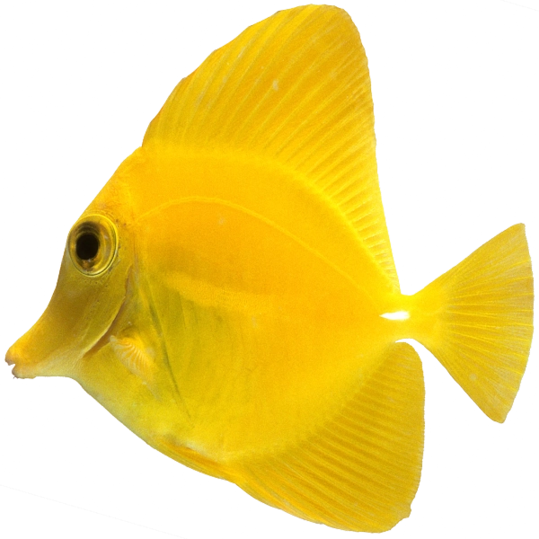 Yellow surgeonfish (Zebrasoma flavescens)