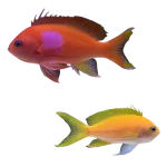Yellow Anthias (Pseudanthias peurotaenia)