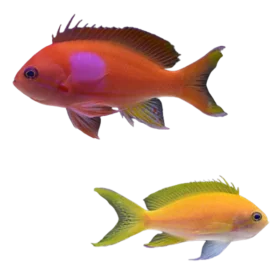 Yellow Anthias (Pseudanthias peurotaenia)