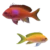 Yellow Anthias (Pseudanthias peurotaenia)