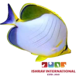 Yellow Head Butterfly