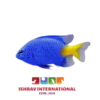 YellowtailDamselfish