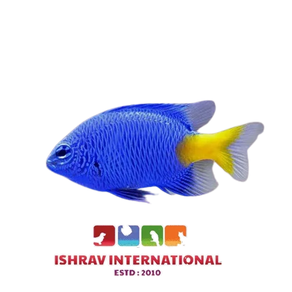 YellowtailDamselfish