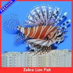 Zebra Lion Fish