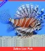 Zebra Lion Fish