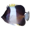 Zoster_Butterflyfish__Hemitaurichthys_zoster