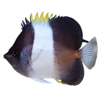 Zoster_Butterflyfish__Hemitaurichthys_zoster
