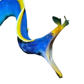 Blue Ribbon Eel