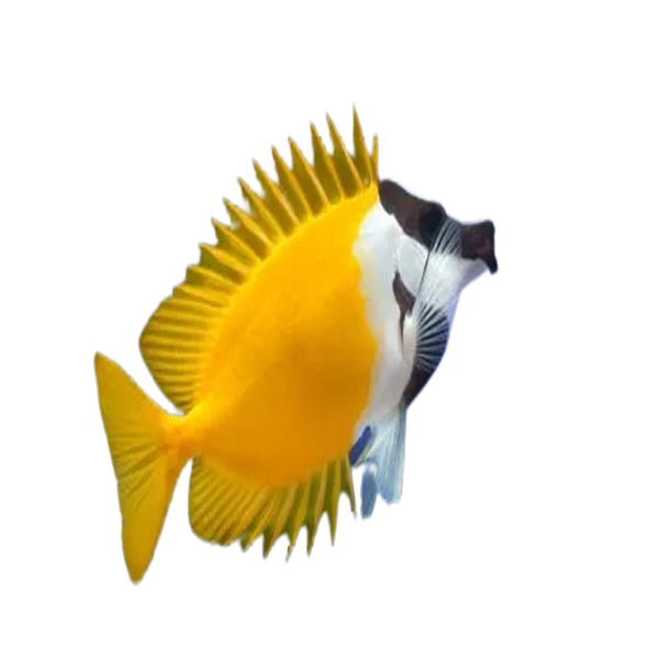 Foxface Rabbitfish (Siganus vulpinus) Graceful Elegance for Your Marine Aquarium