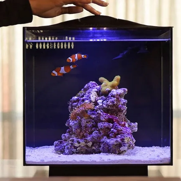 Tiny Marvels: Marine Nano Aquarium 12 inch for Exquisite Aquatic
