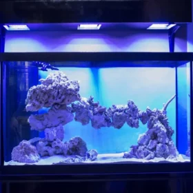 Online marine deals aquarium store
