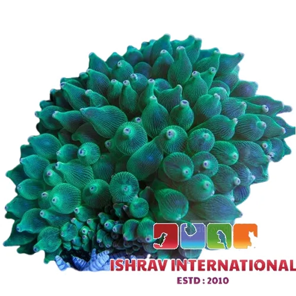 Green_Bubble_Tip_Anemone