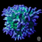 Blue Green Tip Long Tentacle Anemone