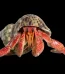 ishrav_hermit_crab-removebg-preview