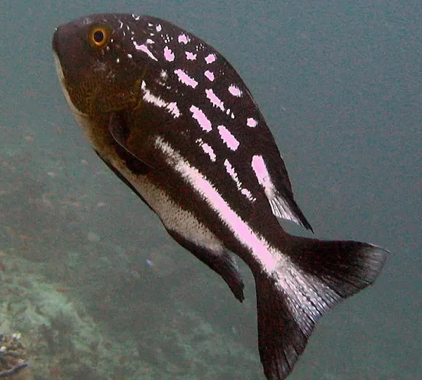 Midnight Snapper