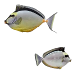 Naso Tang Large Size