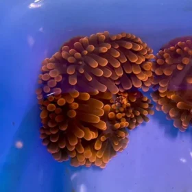 Rose Bubble Tip Anemone (Entacmaea quadricolor)