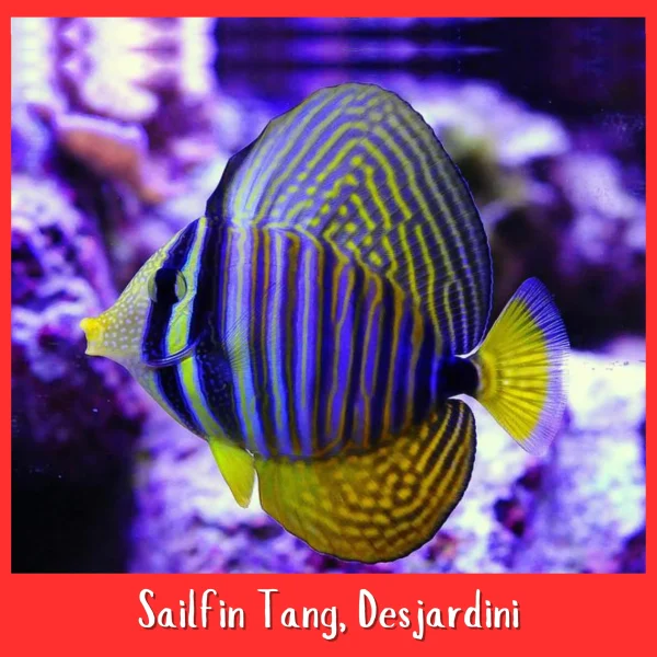 Sailfin Tang, Desjardini (Zebrasoma desjardini)