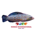timor_wrasse