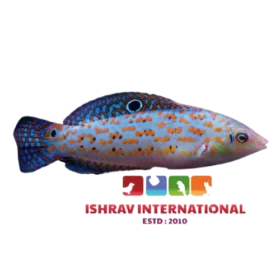 timor_wrasse